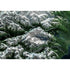 Anchorage & Alaska Range Satellite Image Three Dimensional 3D Raised Relief Map