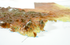 Texas Three Dimensional 3D Raised Relief Map