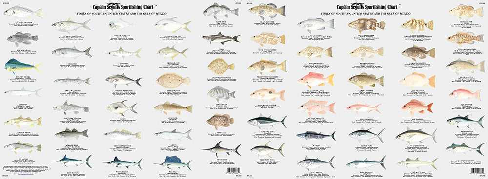 Captain Segull’s Fishing Chart Species: Fishes of the Gulf of Mexico and Florida Identification Chart    