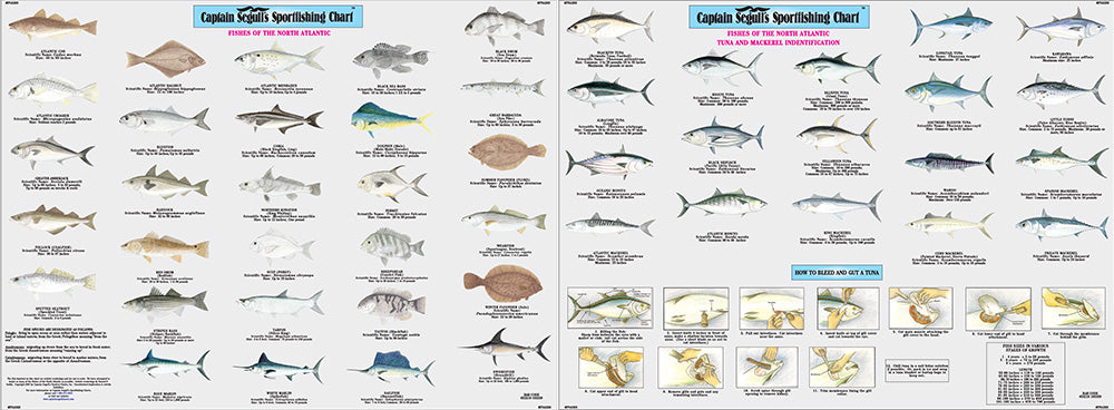 Captain Segull’s Fishing Chart Species: Fishes of the North Atlantic Identification Chart  